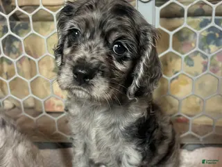 Cocker Spaniel dogs Gustav - Ad 32