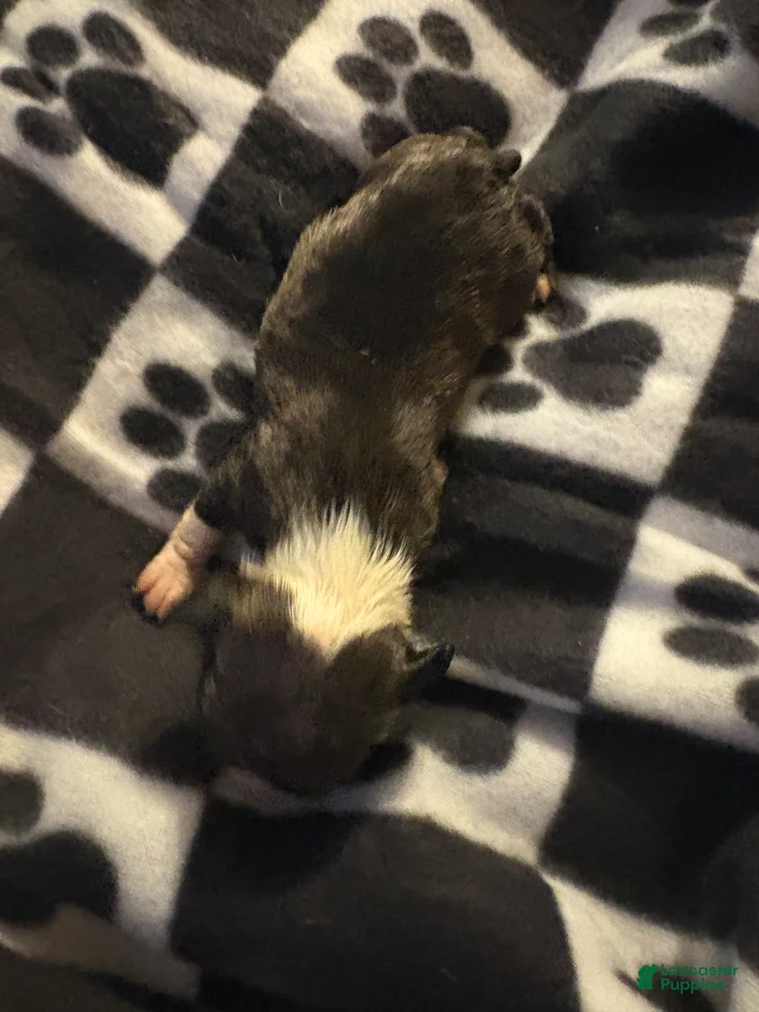 Boston Terrier dogs for sale: Aurora - Ad 2