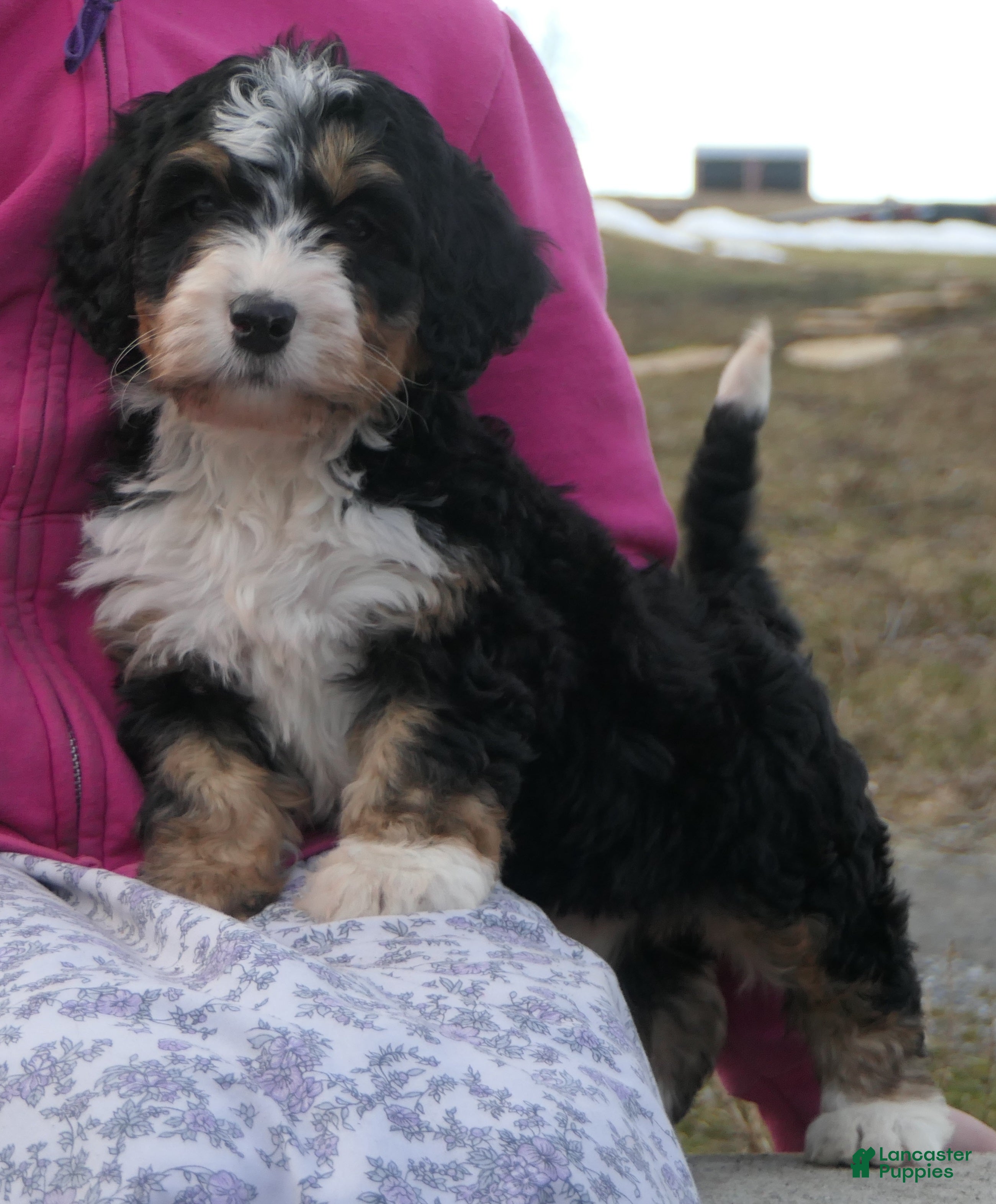 Mini Bernedoodle dogs Mini Bernedoodle Daphne - Ad 2