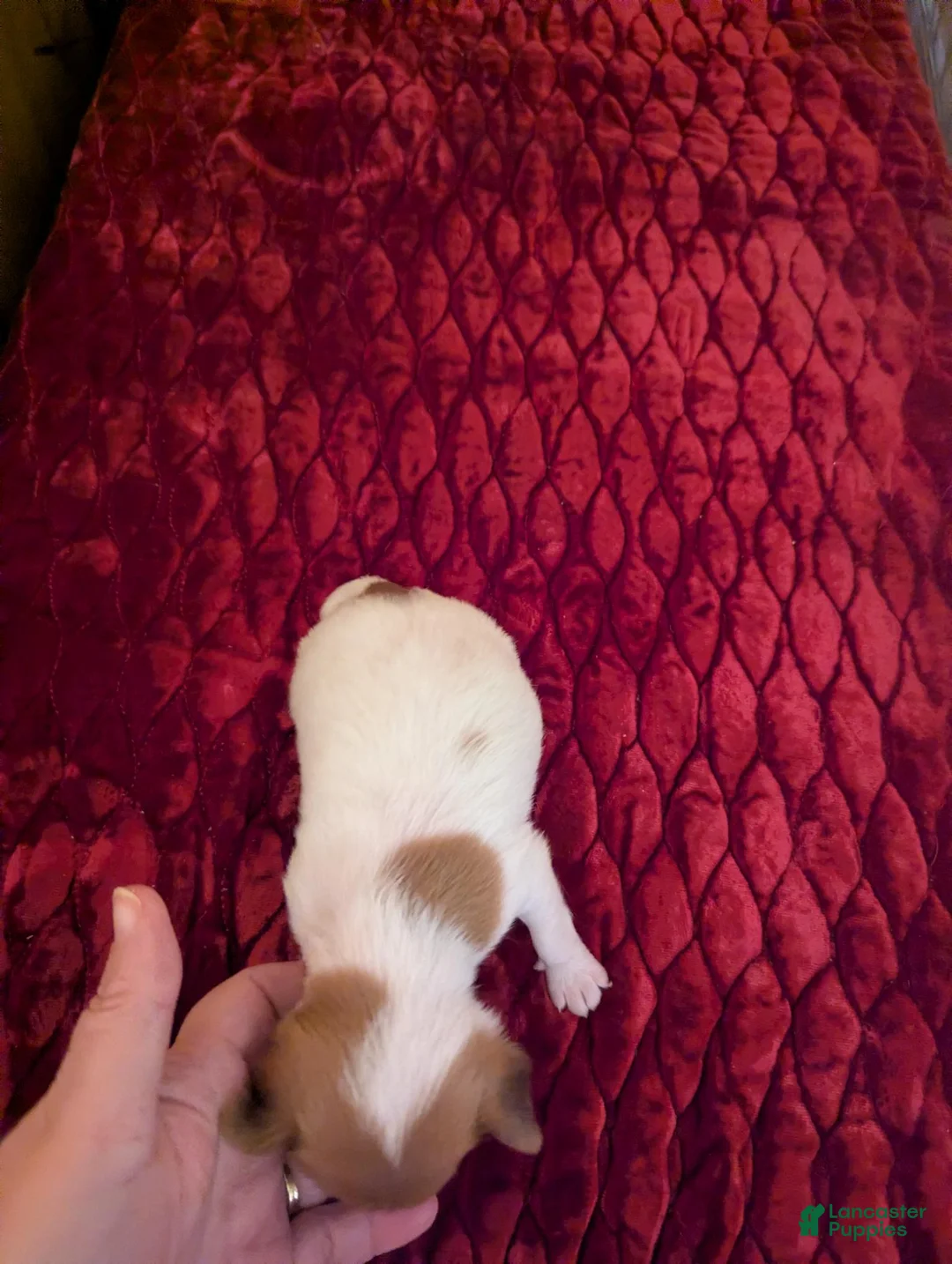 Chihuahua dogs for sale: Davi - Ad 2