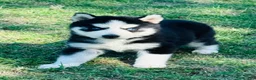 Siberian Husky dogs for sale: Maci - Ad 7