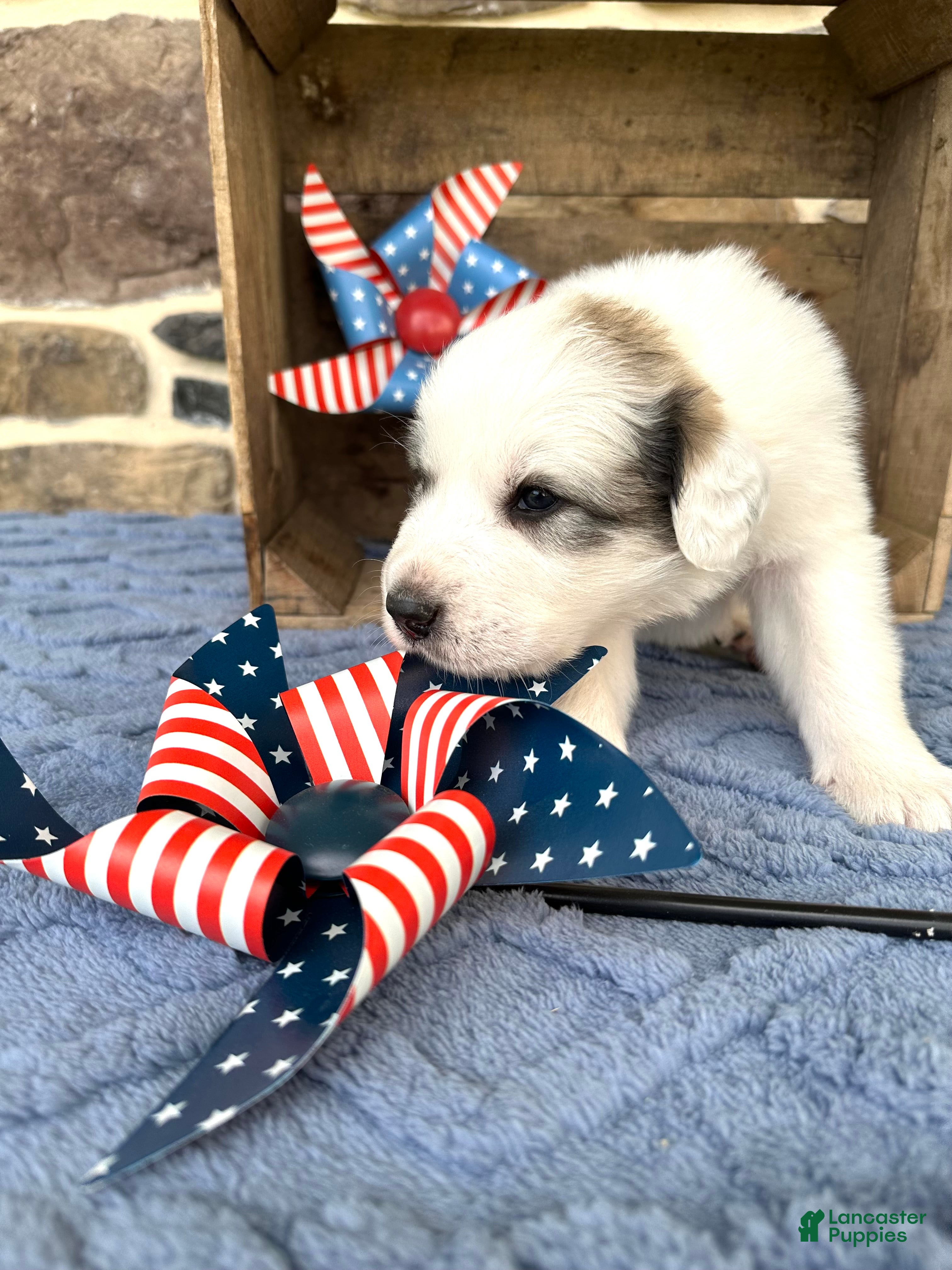 Great Pyrenees dogs AKC Savannah - Ad 2