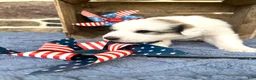 Great Pyrenees dogs for sale: AKC Savannah - Ad 2