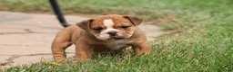 Olde English Bulldogge dogs for sale: Bluegates GAMBLER - Ad 2
