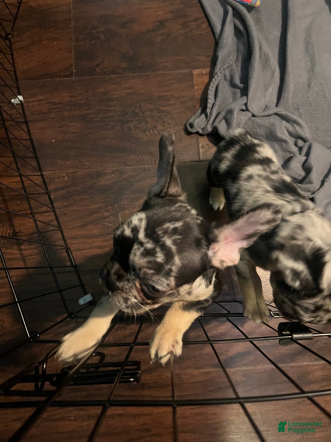 French Bulldog dogs for sale: Sterling - Ad 7