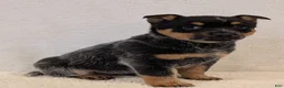 Australian Cattle Dog dogs for sale: Bella  - Ad 16
