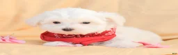 Maltese dogs for sale: Butch - Ad 3