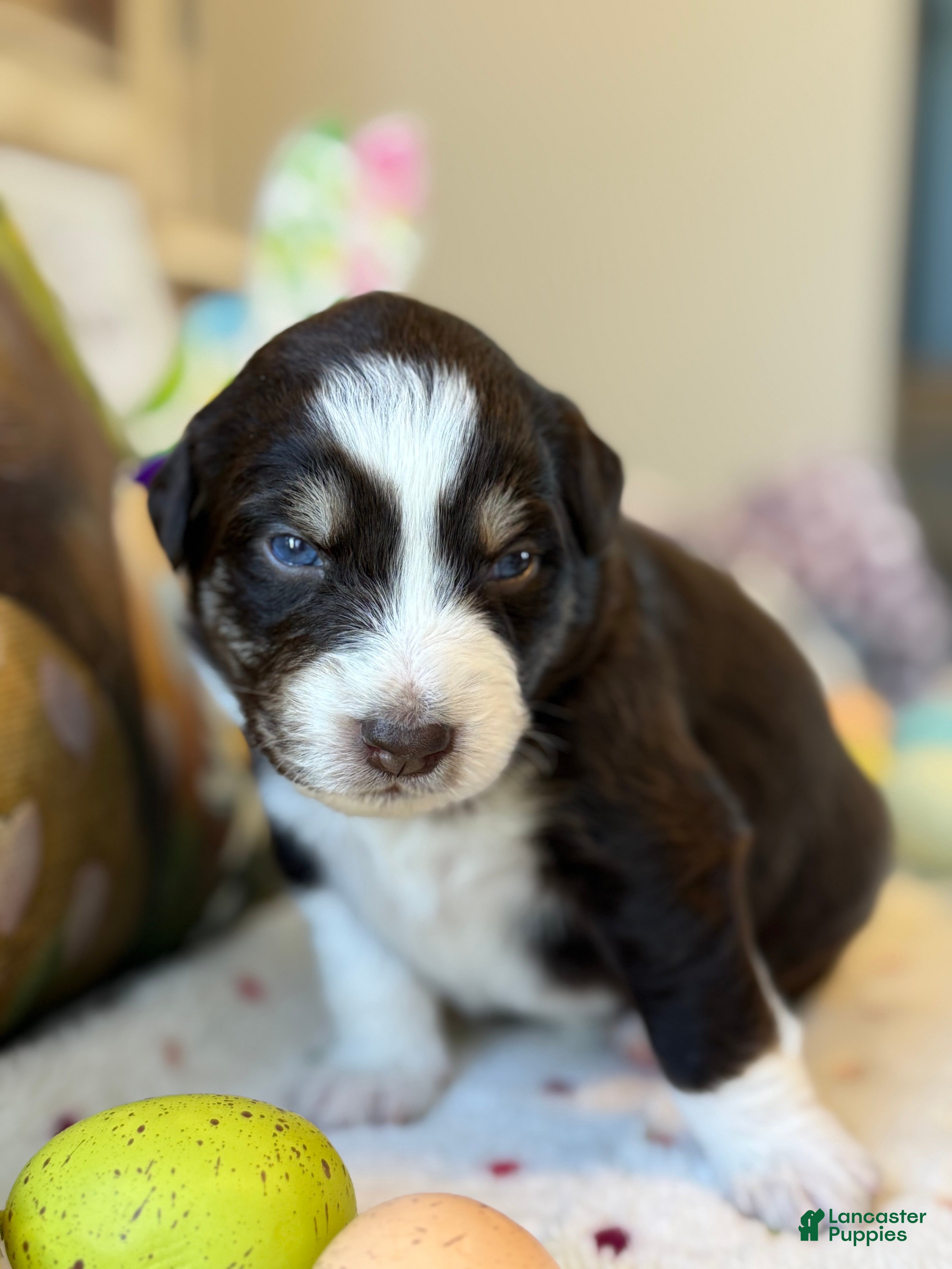 Australian Shepherd dogs Australian Shepherd Puppy 7 - Ad 29