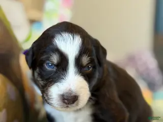 Australian Shepherd dogs Australian Shepherd Puppy 7 - Ad 29