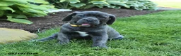 Cane Corso dogs for sale: Kathy - Ad 1
