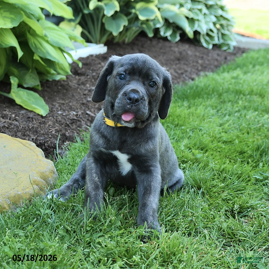 Cane Corso dogs for sale: Kathy - Ad 1