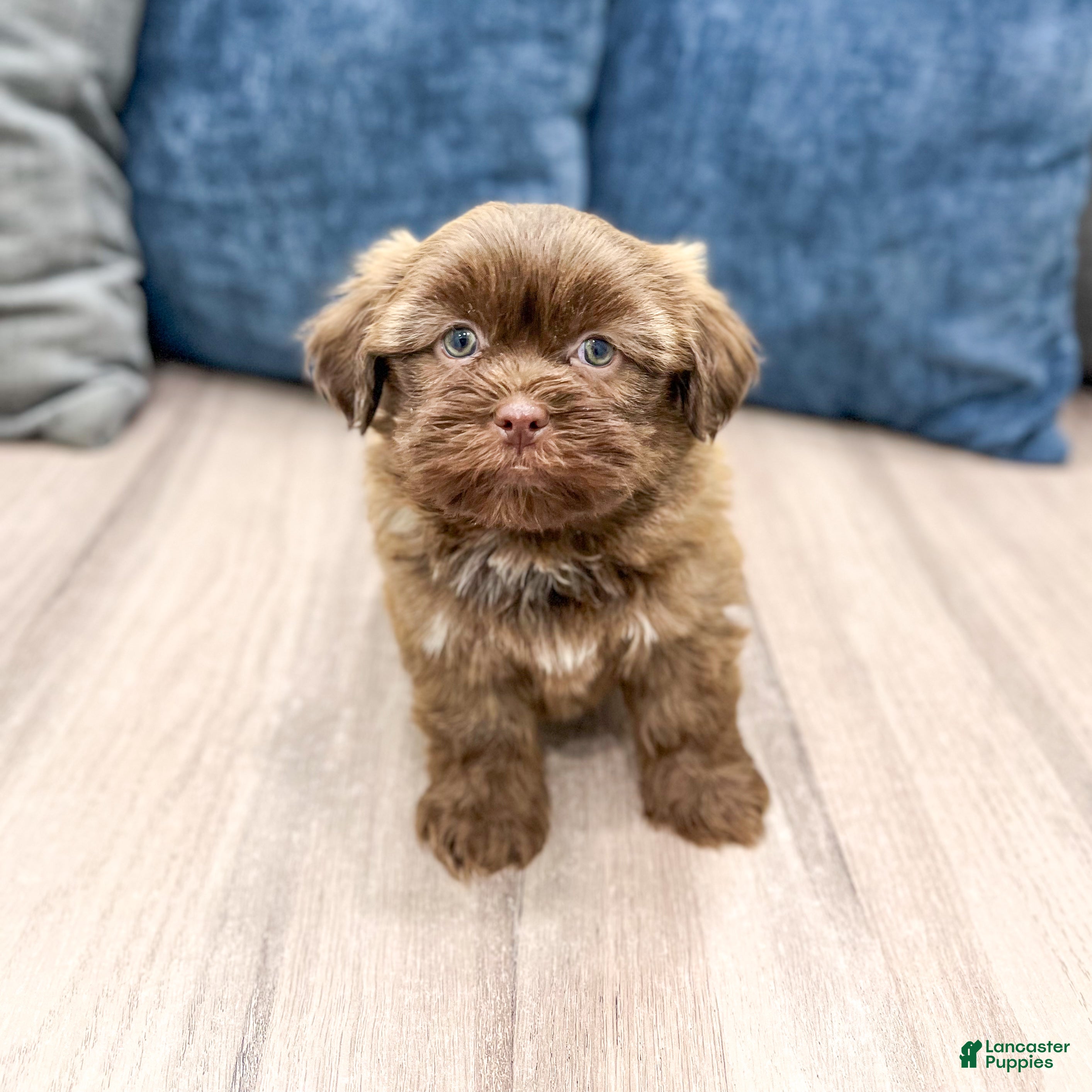Teddy Bear dogs Maverick - Ad 2