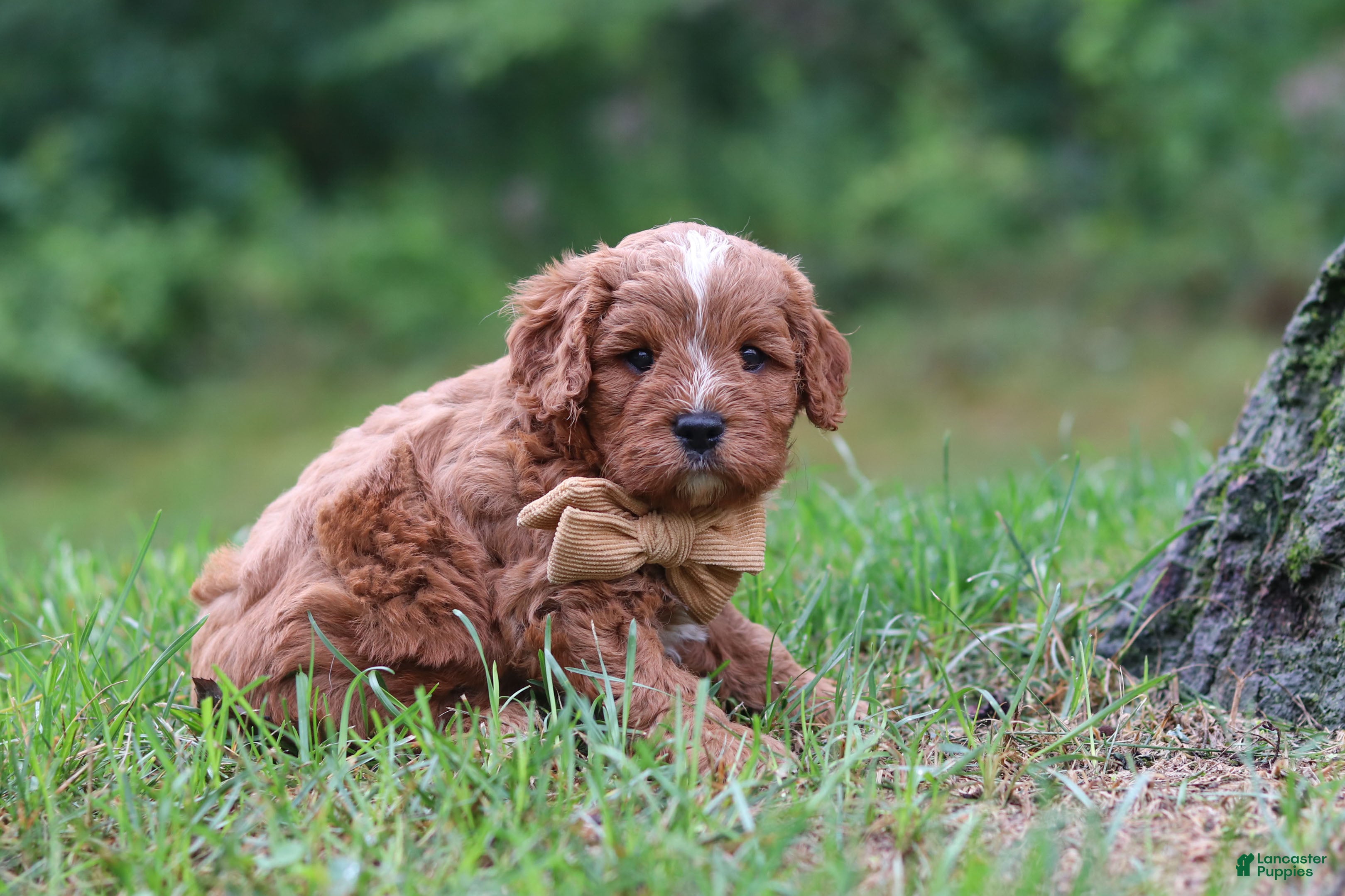 Cavapoo dogs Wesley - Ad 2