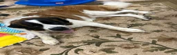 Saint Bernard dogs for sale: Saint Bernard  - Ad 2