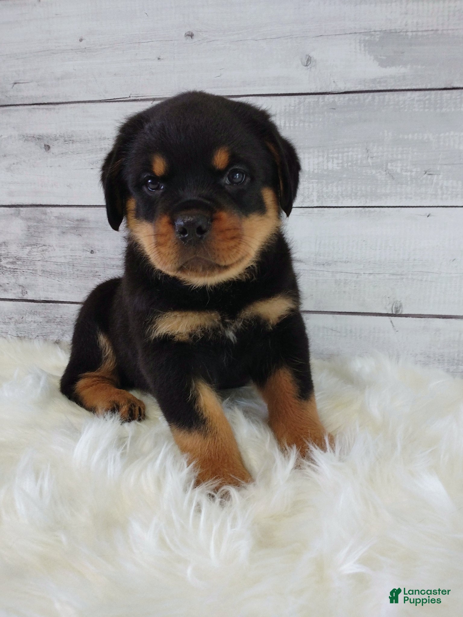 Rottweiler dogs Rico - Ad 1