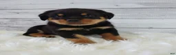 Rottweiler dogs for sale: Rico - Ad 6