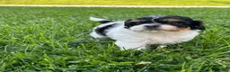 Shihpoo dogs for sale: Daisy - Ad 1