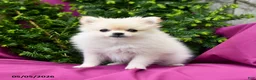 Pomeranian dogs for sale: Lassie - Ad 3