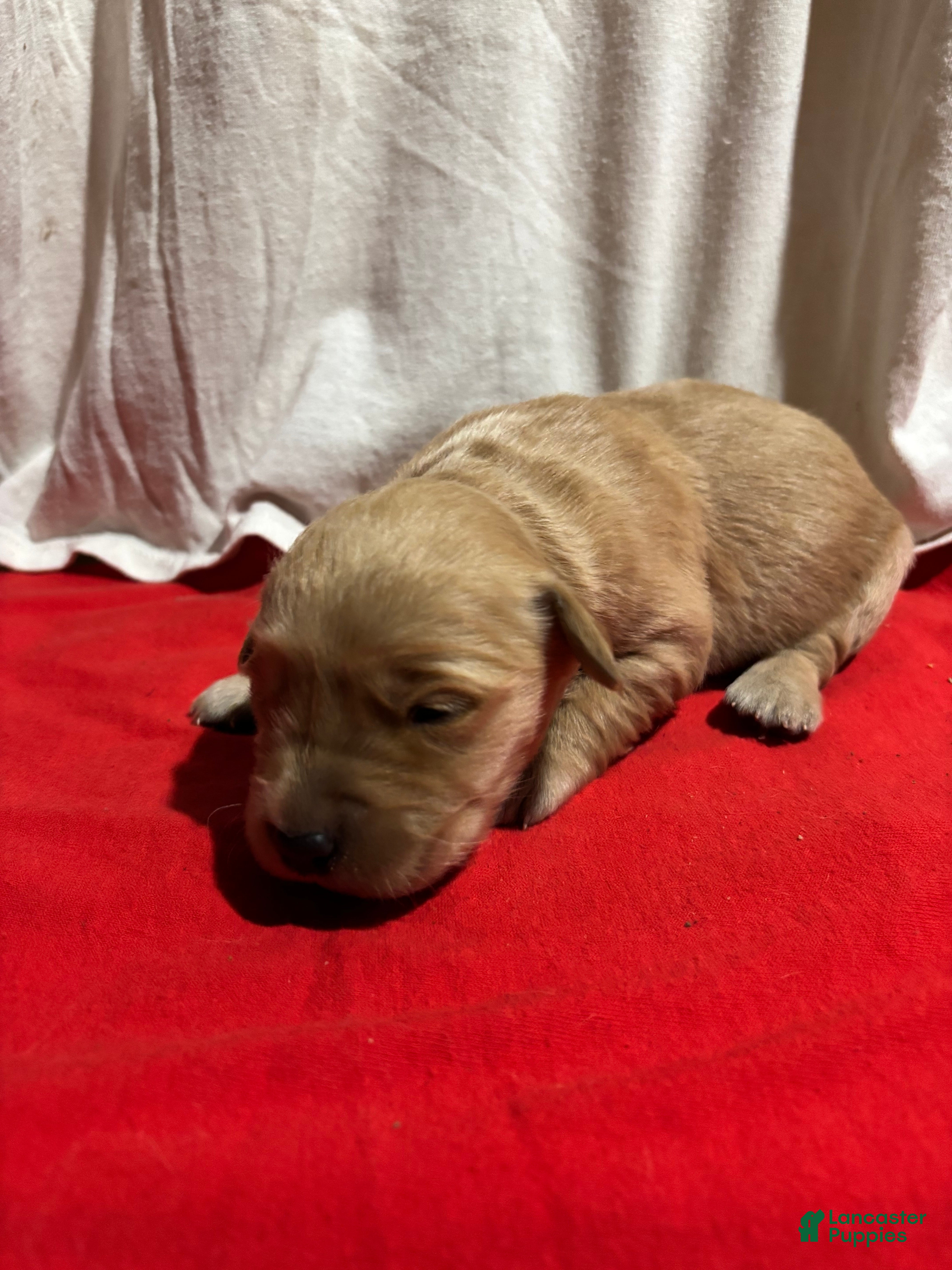 Golden Retriever dogs Purple - Ad 33