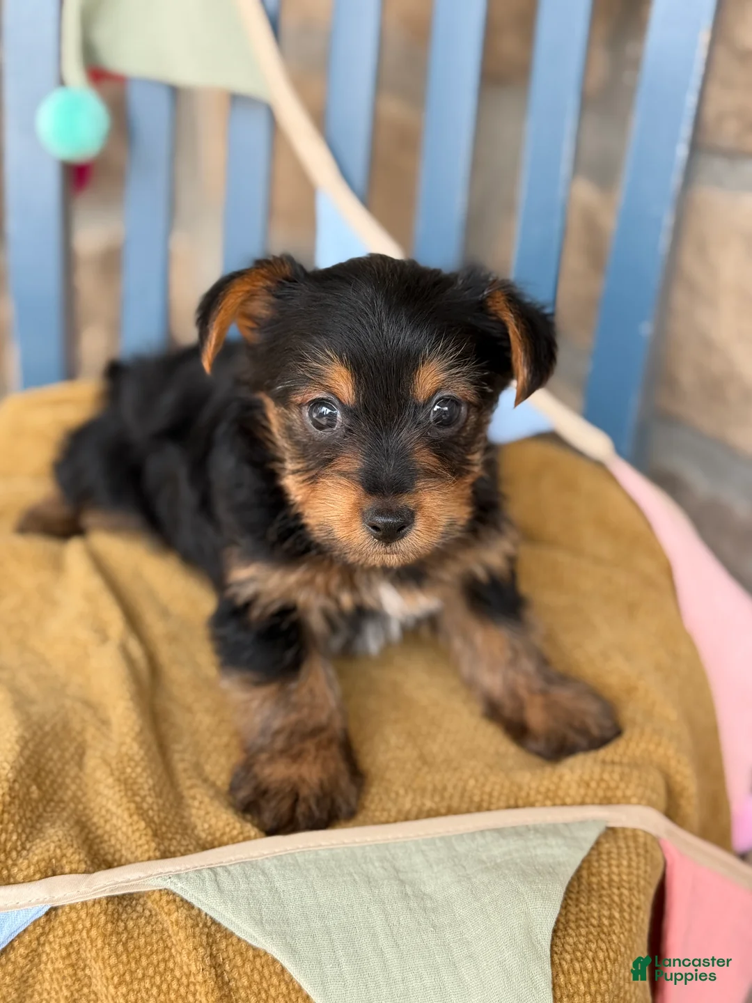 Yorkshire Terrier dogs for sale: Pip - Ad 1