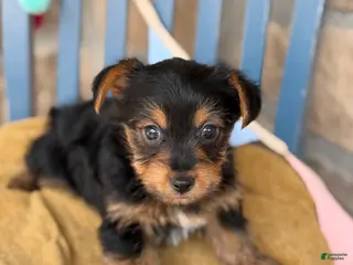 Yorkshire Terrier dogs for sale: Pip - Ad 4