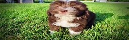 Havapoo dogs for sale: Emma - Ad 16