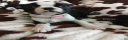 Boston Terrier dogs for sale: Boston Terrier Puppy 5 - Ad 1