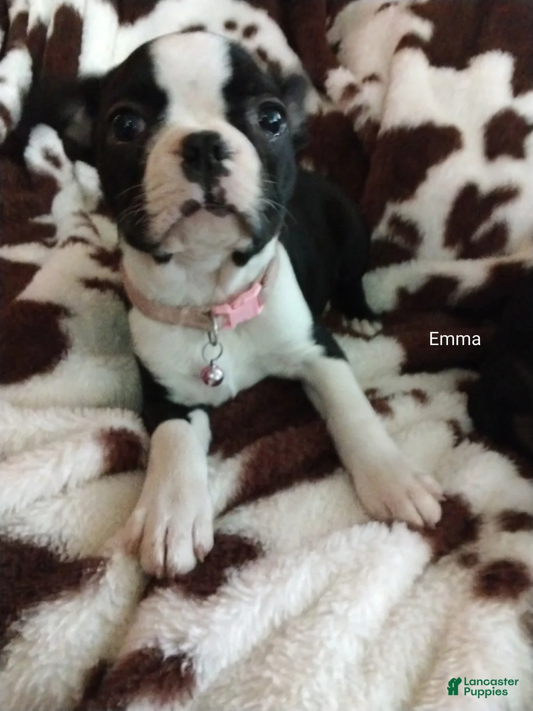 Boston Terrier dogs for sale: Boston Terrier Puppy 5 - Ad 1