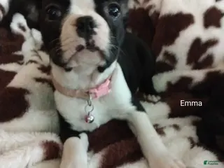 Boston Terrier dogs Boston Terrier Puppy 5 - Ad 41