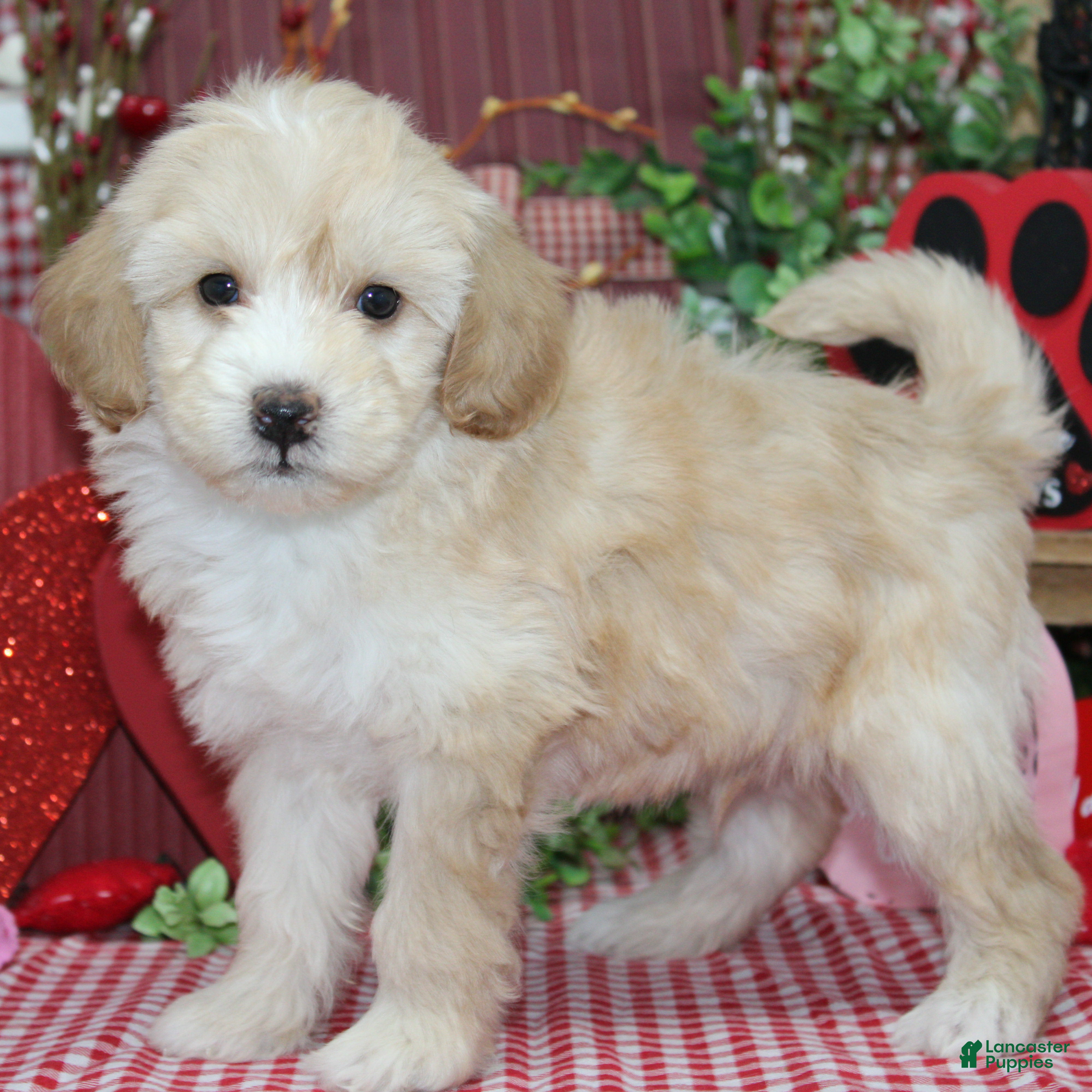 Mixed Breed dogs Memphis - Ad 27