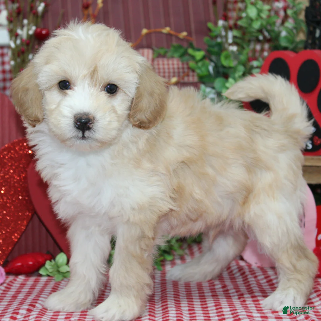 Mixed Breed dogs for sale: Memphis - Ad 1