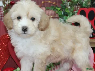 Mixed Breed dogs Memphis - Ad 27