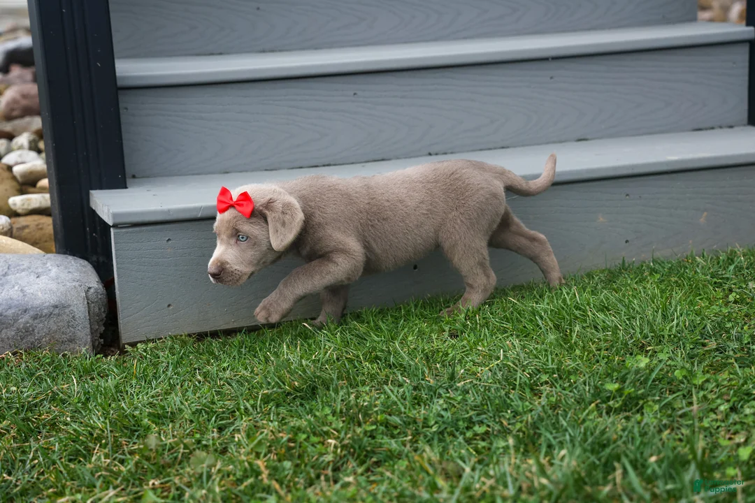 Labrador Retriever dogs for sale: KEITH - Ad 2