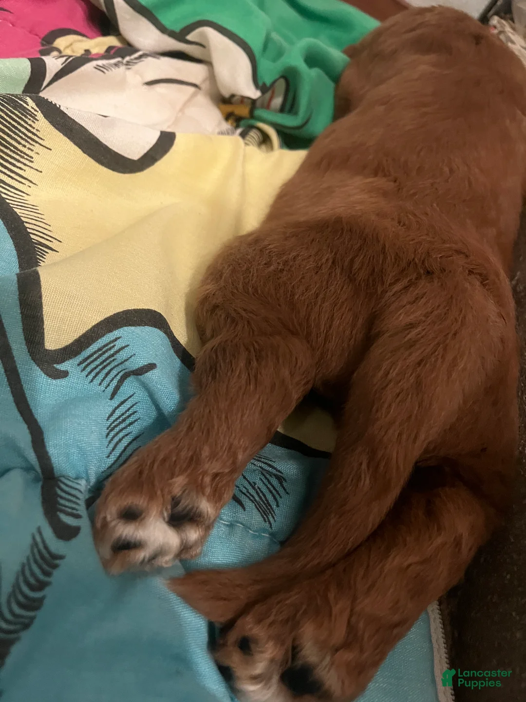 Goldendoodle dogs for sale: Newton - Ad 2