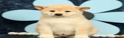 Shiba Inu dogs for sale: Katie - Ad 2