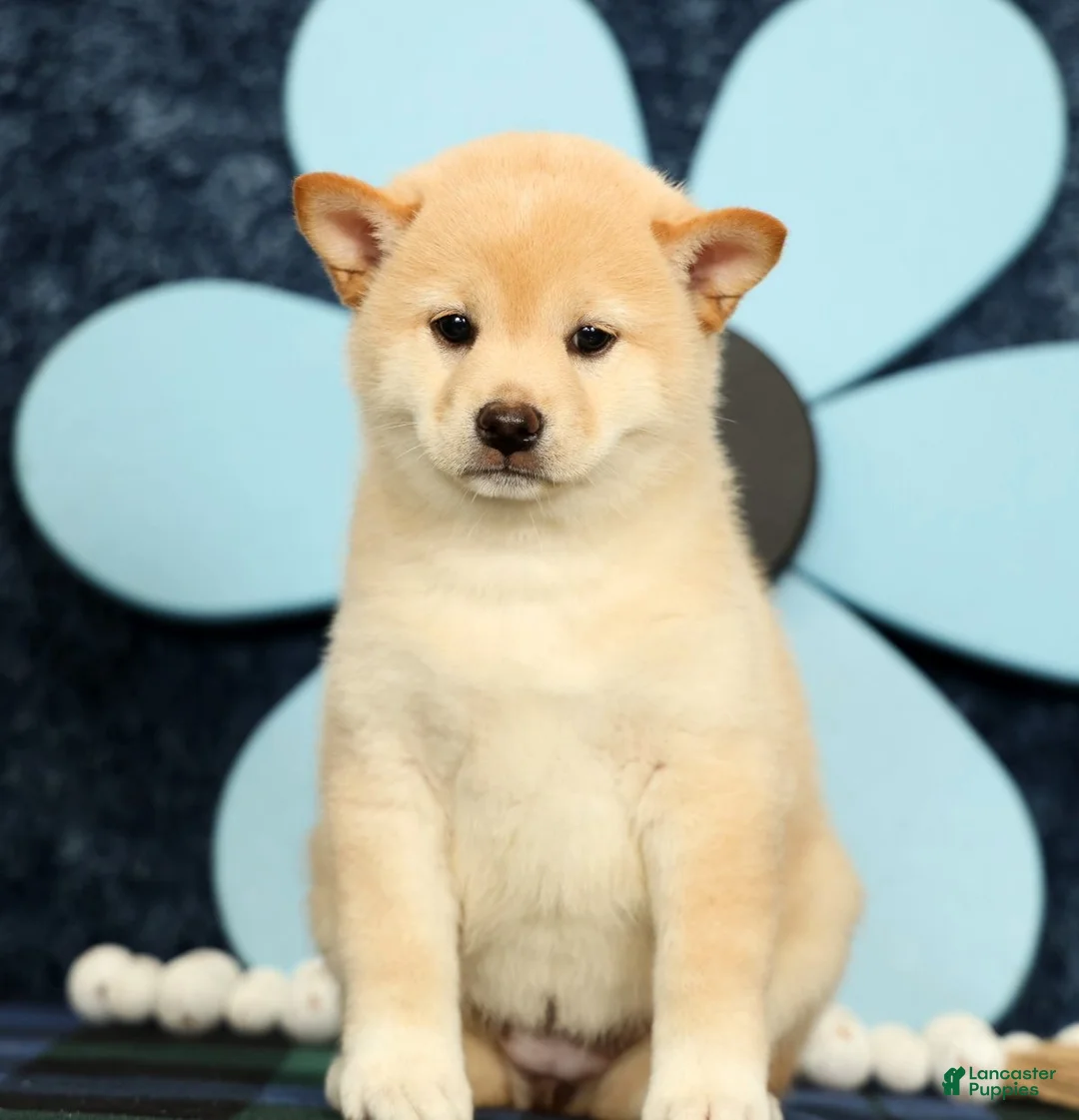 Shiba Inu dogs for sale: Katie - Ad 2