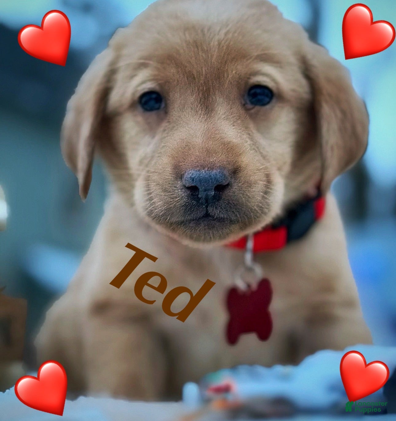 Labrador Retriever dogs Labrador Retriever Puppy 1 - Ad 40