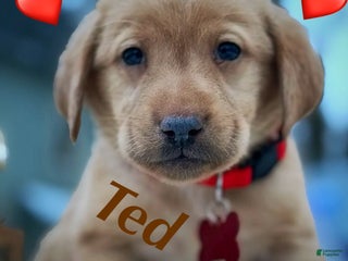 Labrador Retriever dogs Labrador Retriever Puppy 1 - Ad 40