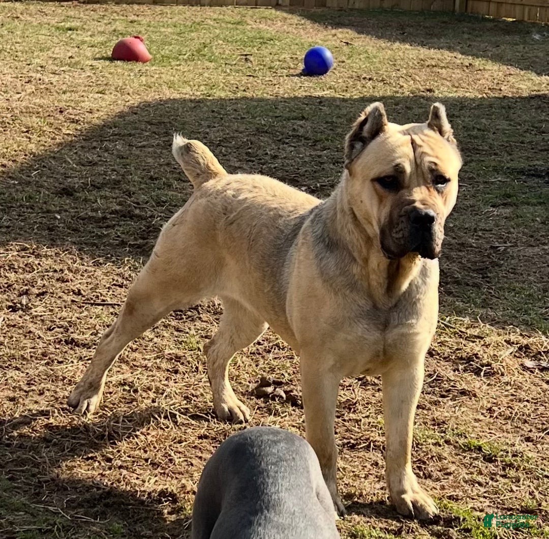 Cane Corso dogs for sale: Axle - Ad 7