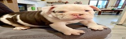 English Bulldog dogs for sale: Archie - Ad 1