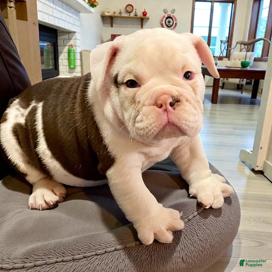 English Bulldog dogs for sale: Archie - Ad 1