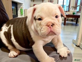 English Bulldog dogs Archie - Ad 16