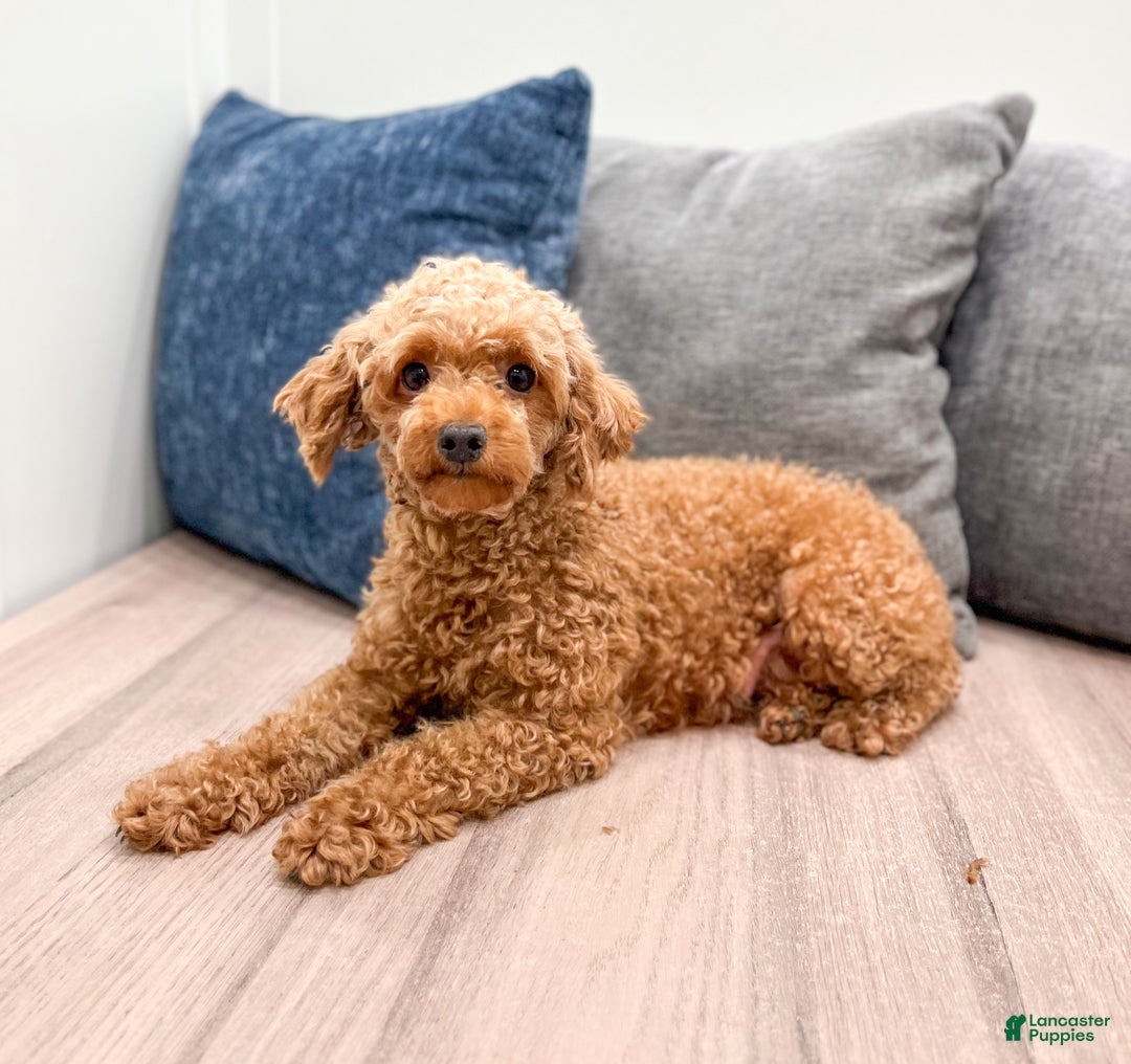 Toy Poodle dogs for sale: Hunter - Ad 8