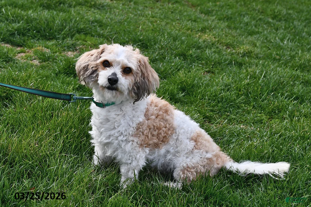 Cavachon dogs for sale: Mickey - Ad 2