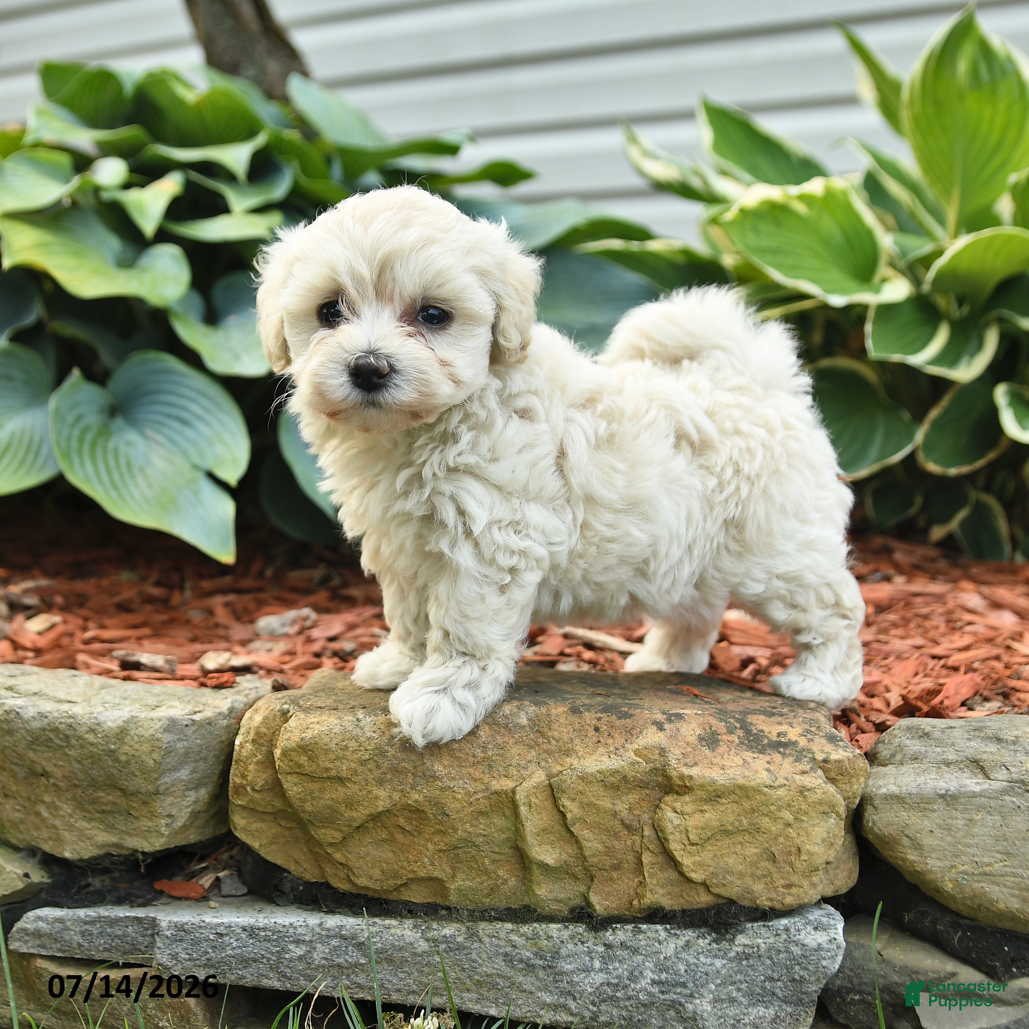 Cockapoo dogs Nancy - Ad 1