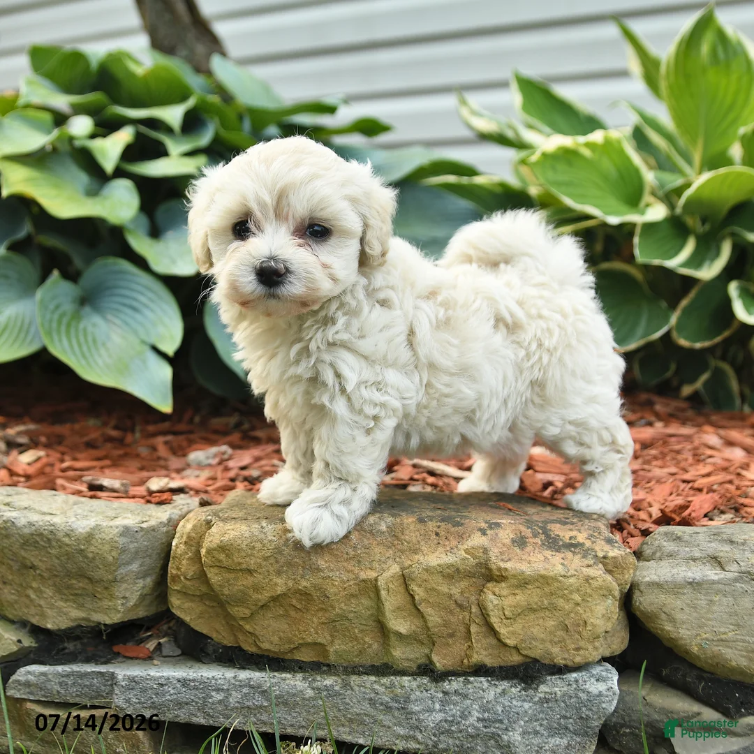 Cockapoo dogs for sale: Nancy - Ad 1