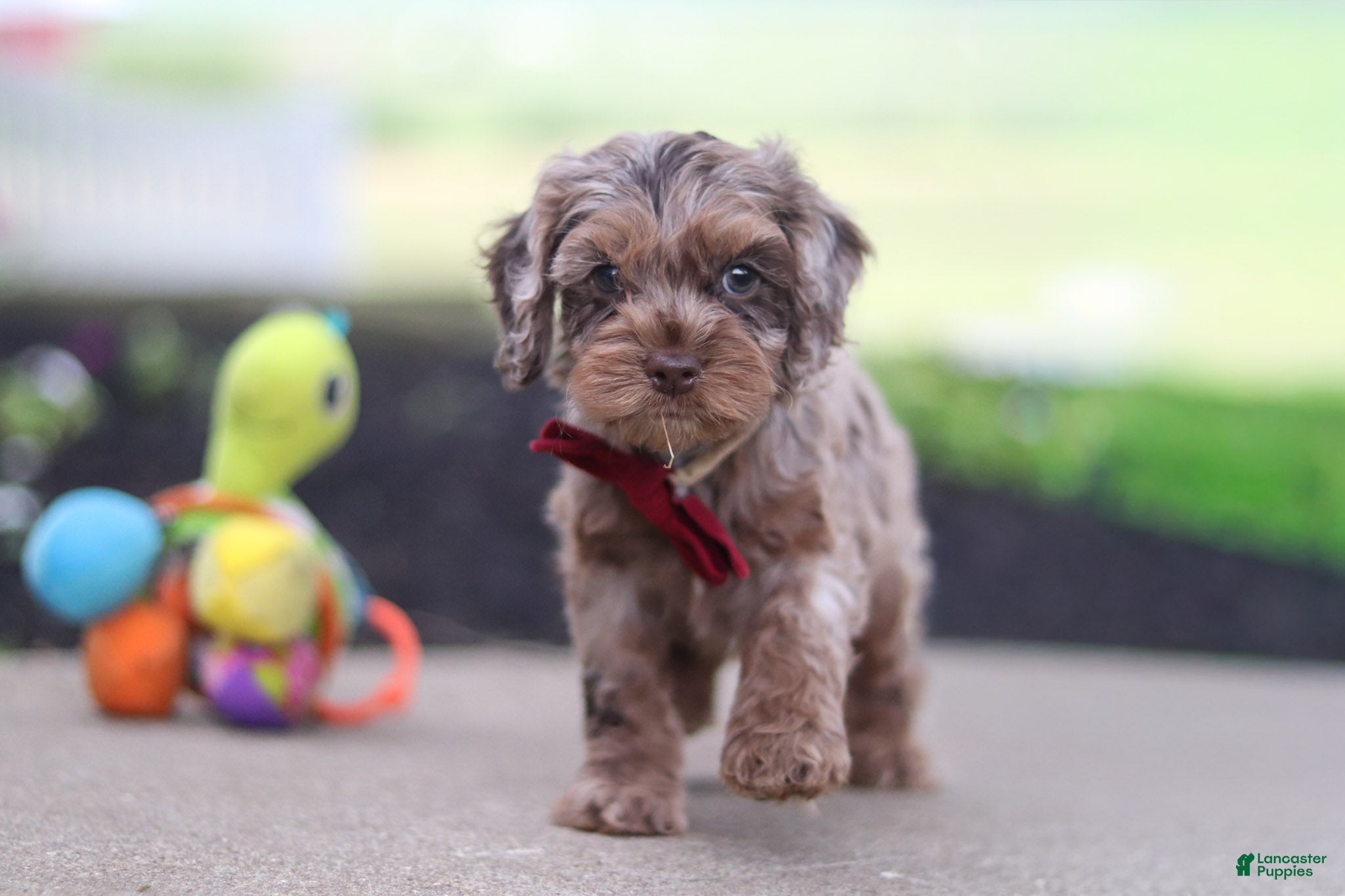 Cockapoo dogs Kobe - Ad 1