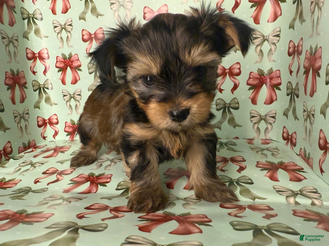 Yorkshire Terrier dogs for sale: Pumpkin - Ad 5