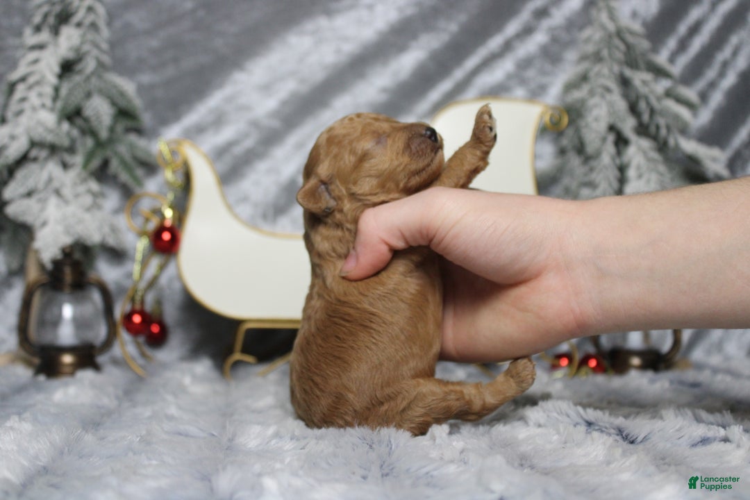 Toy Poodle dogs for sale: Ruby - Ad 8