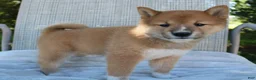Shiba Inu dogs for sale: Luna - Ad 14